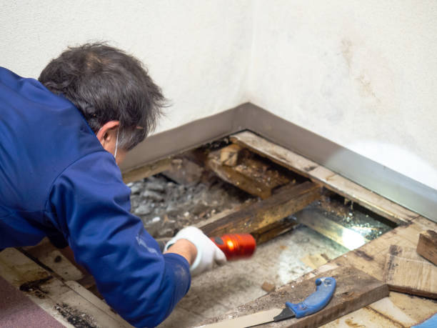 Trusted St Simons, GA Mold Remediation Experts