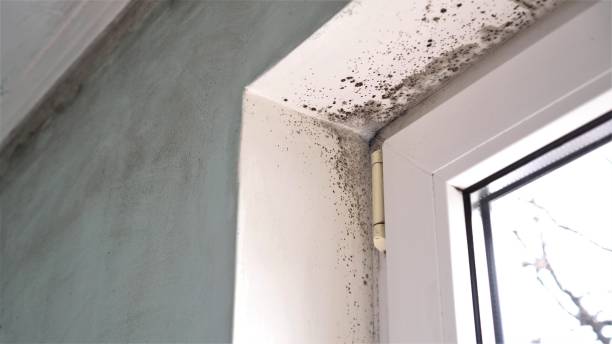 St Simons, GA Mold Remediation Company