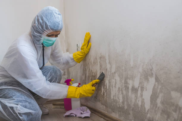 Best Residential Mold Remediation in St Simons, GA