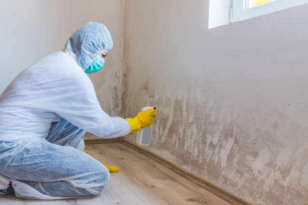Best Industrial Mold Remediation in St Simons, GA