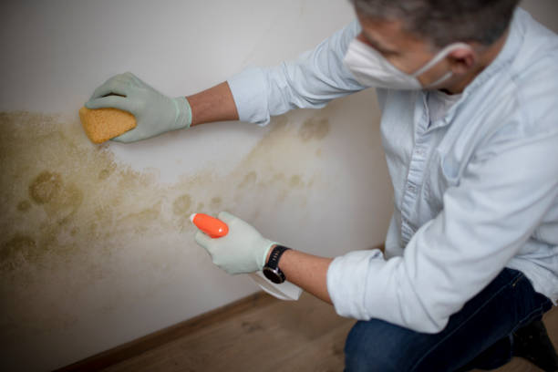 Best Insurance-Related Mold Remediation in St Simons, GA