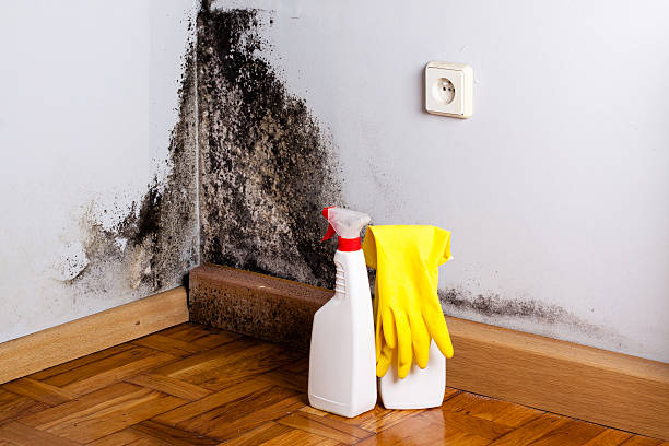 Best HVAC Mold Remediation in St Simons, GA