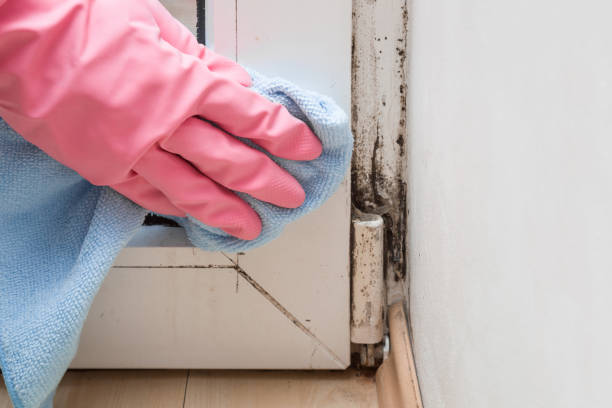 Best Mold Remediation for Specific Building Types in St Simons, GA
